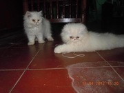 Cute White Persian Kittens