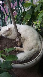 White,  persian, male cat for sale