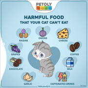 Buy Cat Food and accessories Online at best prices- Petoly