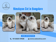 Himalayan Cats for Sale | Siberian Cat Sale in Bangalore | Cats in Ban