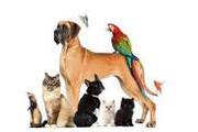 Petsworld helps you to gets qualtiy pets call on 8464953378 deliver. 