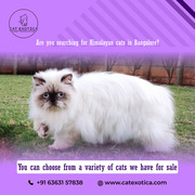Himalayan Cats for Sale | Cats for Sale in bangalore