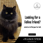 Cat in Bangalore | Best Cat in Bangalore |Cats for Sale in Bangalore