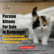 Cats for Sale in bangalore | Buy Persian Kittens in bangalore