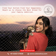 Cat in Bangalore | Buy Cats for Sale Online in Bangalore