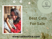 Buy Cats for Sale Online in Bangalore