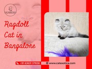 Best Ragdoll Cat in Bangalore