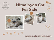 Best Cat in Bangalore | Himalayan Cats for Sale