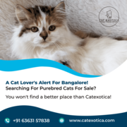 Buy Purebred Siberian kittens in Bangalore