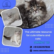Buy Cats and Kittens for Sale in Bangalore
