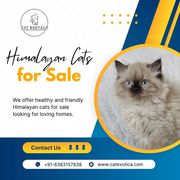 Himalayan Cat for Sale in Bangalore | Himalayan Kittens